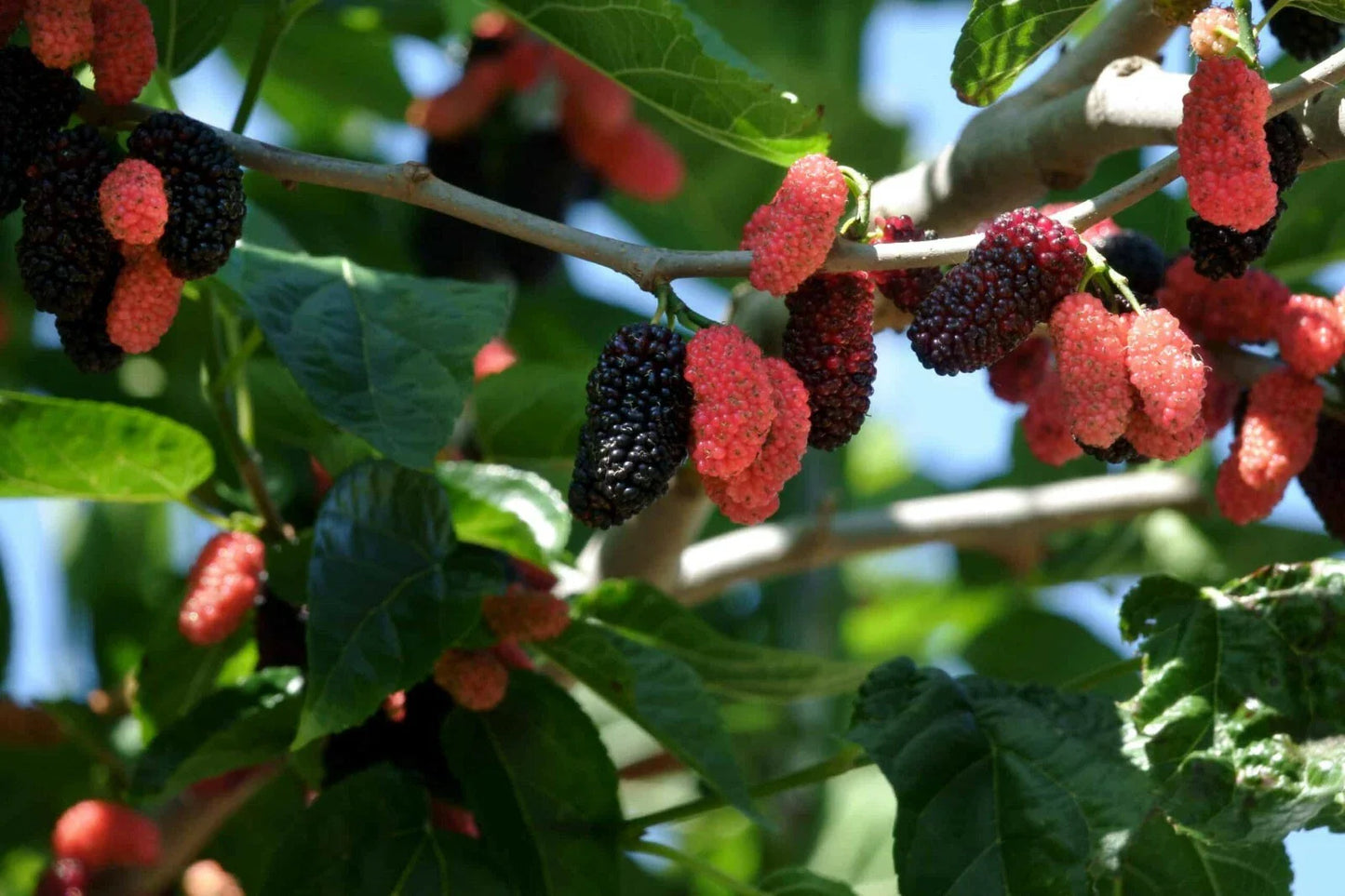 Dwarf Everbearing Mulberry Plants - 2 Live Starter Plants - Morus nigra - Fast Fruit Production - Free Shipping