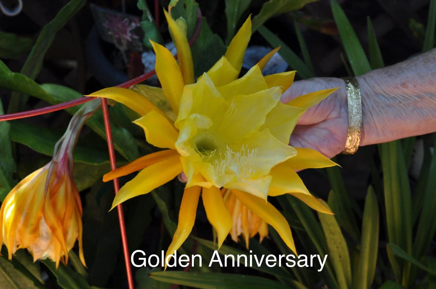 Epiphyllum Orchid Cactus Cuttings, 4 Rooted with New Growth, Golden Anniversary, Epiphyllum hybrid