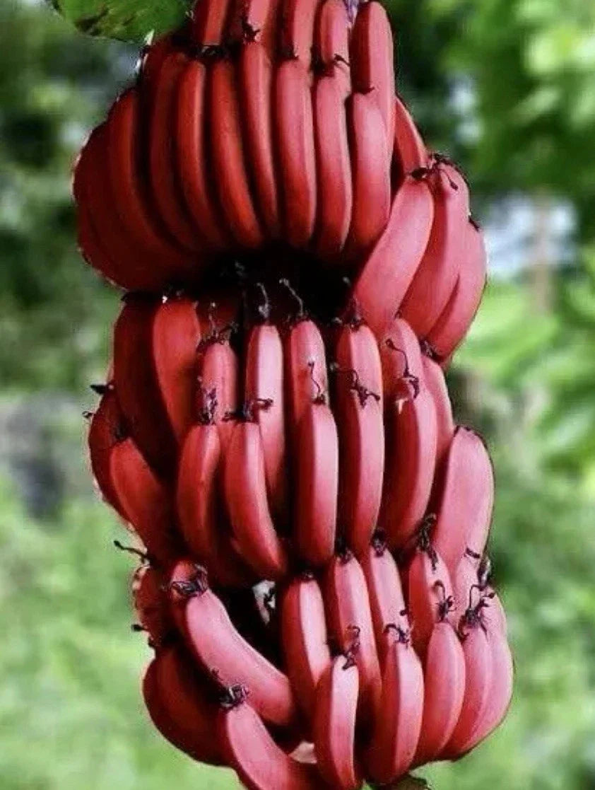 Cuban Red Banana Plant - 2 Live Plants - Musa acuminata var. 'Red' - Tropical Indoor/Outdoor Decor