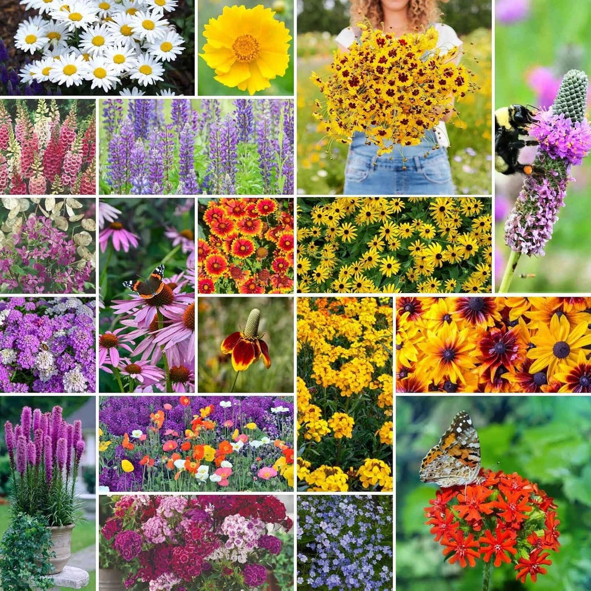 All Perennial Wildflower Mixed Seeds 1/4 lb, 120,000+ Seeds, Native Wildflower Blend, Ideal for Pollinators