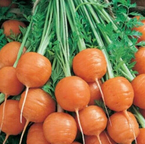 Parisian Carrot Seeds Mix 1000+ Annual Root Vegetable Garden Plants Daucus carota - Survival Seed Collection
