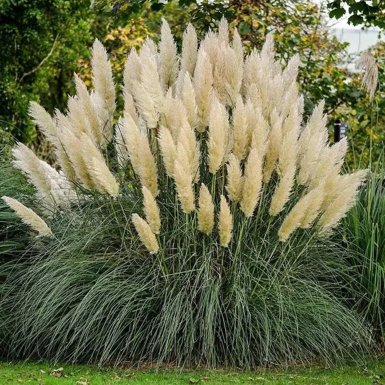 White Pampas Grass Seeds - 30 Organic Seeds - Cortaderia selloana - USA Grown, Free Shipping