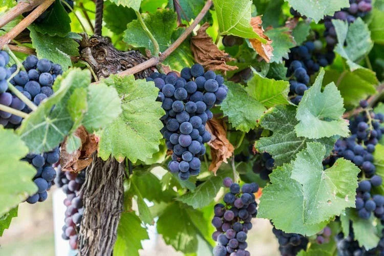 Concord Grape Seeds - 20 Organic Seeds - Vitis labrusca - High Yield Variety