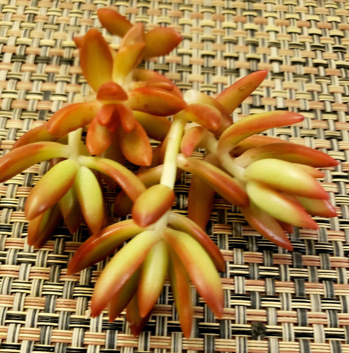 Sedum Adolphii 'Firestorm' - 2" Diameter Unrooted Cuttings - Succulent Plant