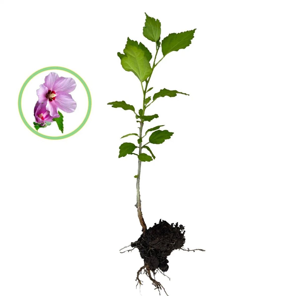 Rose of Sharon Hibiscus Live Plant - 1FT Organic Starter Bush with Roots - Hibiscus syriacus