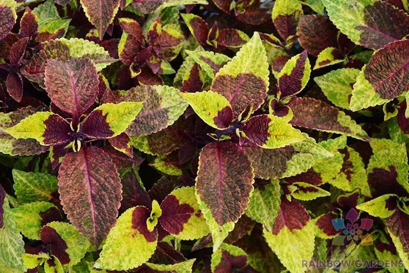 Coleus Seeds - 25+ Premium Sun Pineapple Surprise - Perfect for Garden - Coleus blumei
