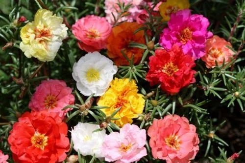 Moss Rose Seeds - 1000 Seeds Double Mix - Portulaca grandiflora - Vibrant Colors - GroCo