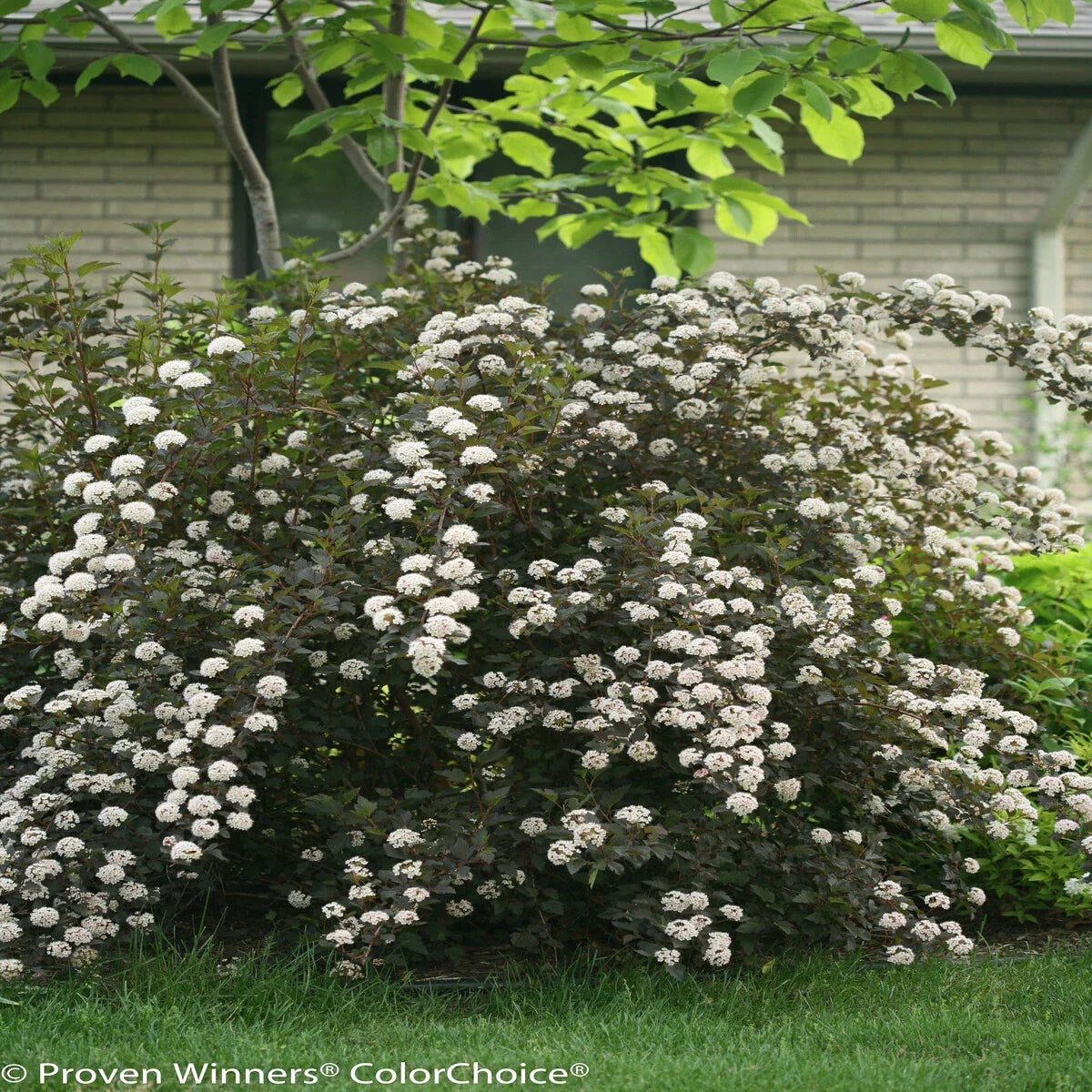 Ninebark Live Plant 12-18 Inches Bare Root Set of 2 Physocarpus opulifolius