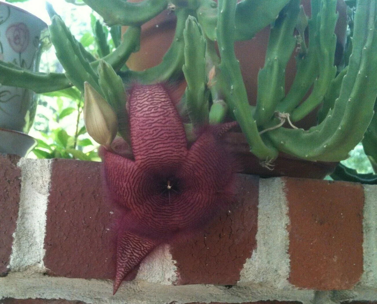 Stapelia Grandiflora Cuttings - Red Starfish Toad Cactus - Unique Carrion Plant - Easy to Grow Succulent