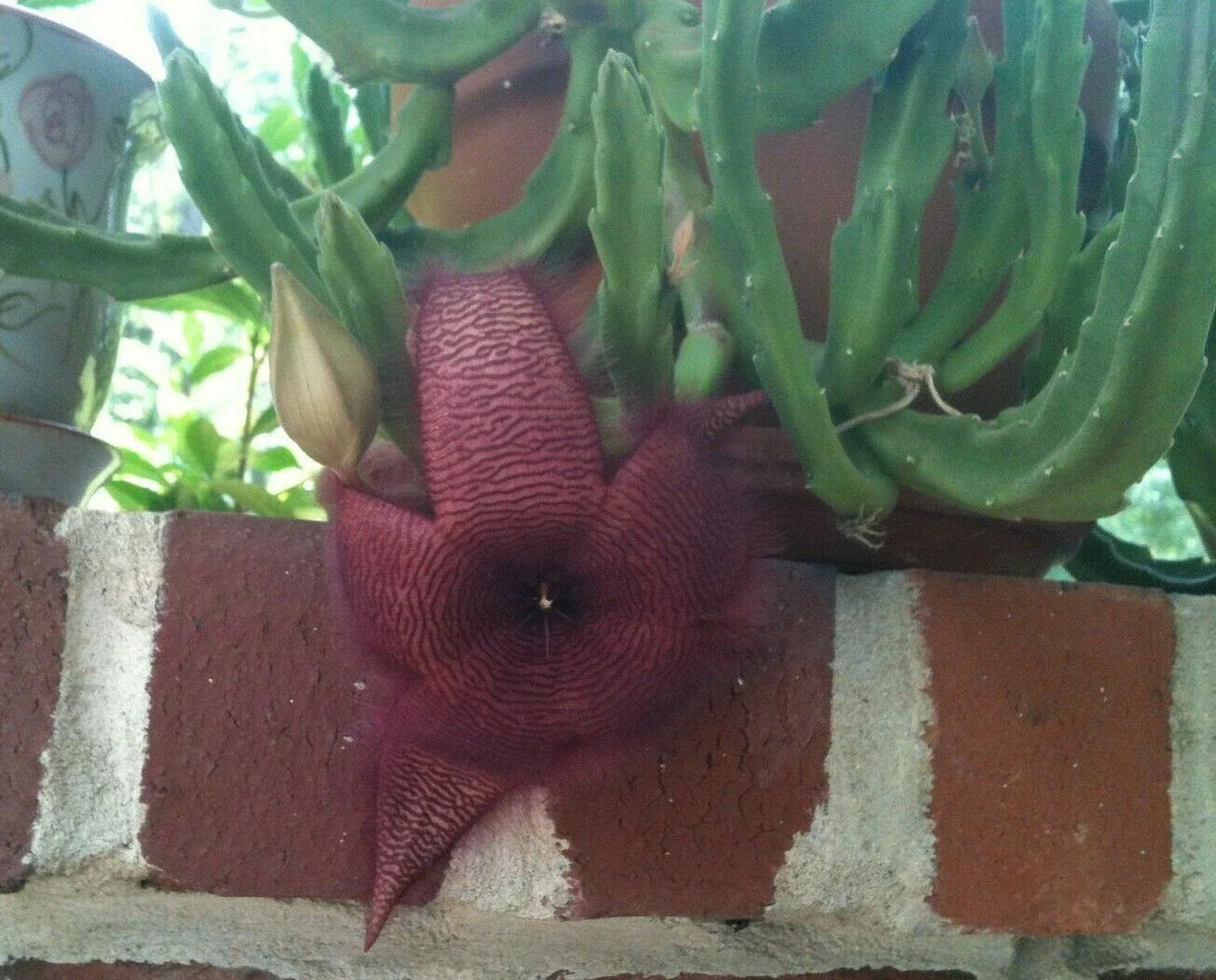 Stapelia Grandiflora Cuttings - Red Starfish Toad Cactus - Unique Carrion Plant - Easy to Grow Succulent