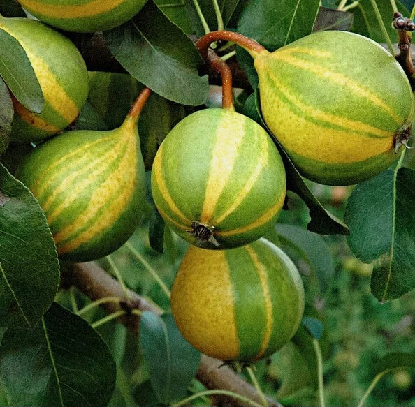 Extra Rare Schweizer Hosen Pear Cuttings - 5 for Grafting or Rooting - Pyrus communis