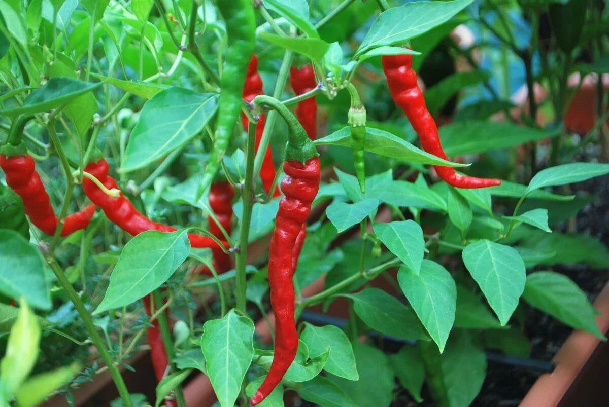 Cayenne Long Slim Pepper Seeds - 50 Heirloom Red Hot Chili Seeds - Capsicum annuum