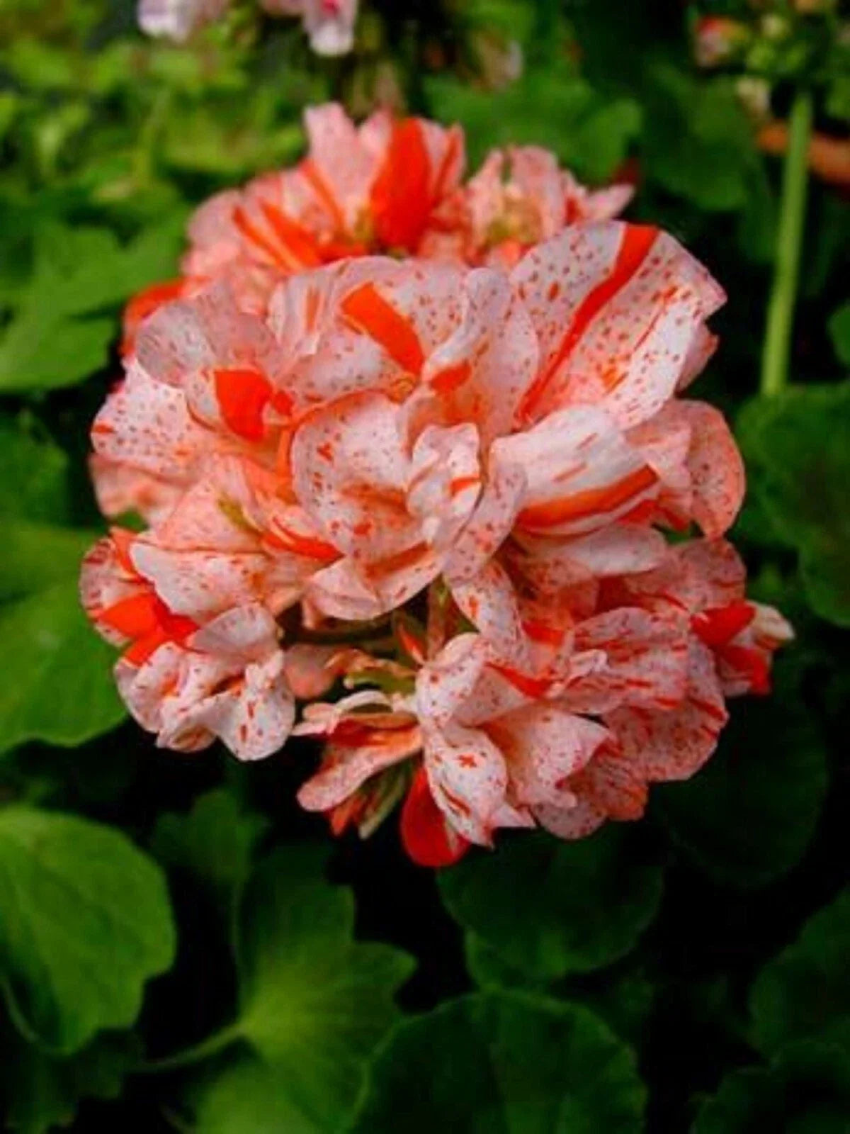 Orange White Geranium Seeds - 10 Perennial Flower Seeds - Geranium maculatum - US Seller