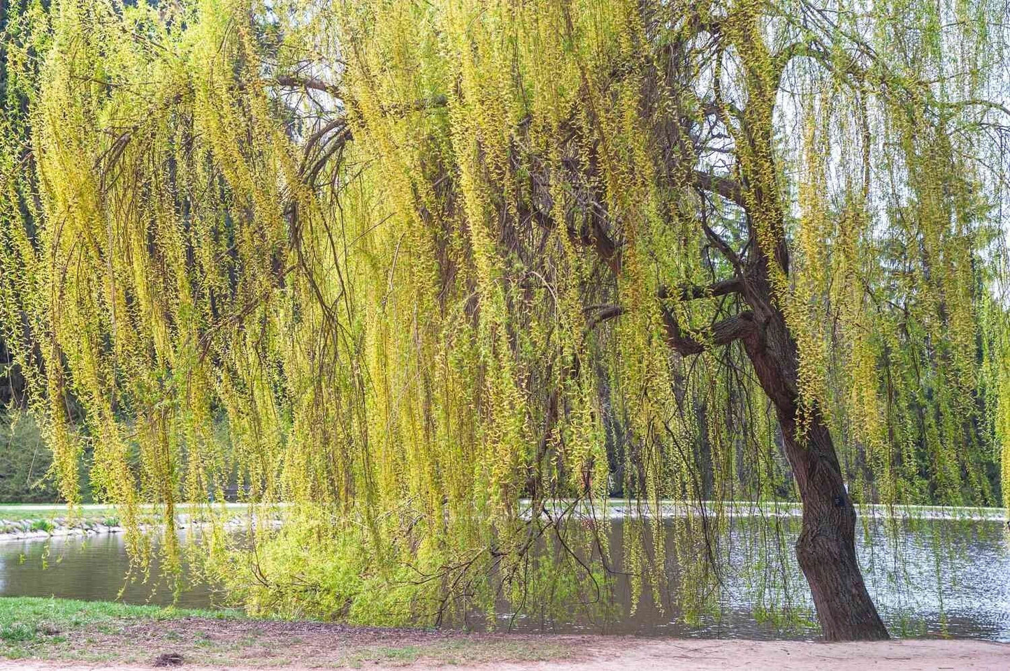 Golden Willow Tree Cuttings 10 Pack - Salix alba 'Vitellina' - Easy to Grow, Fast-Growing Plant for Garden and Landscaping
