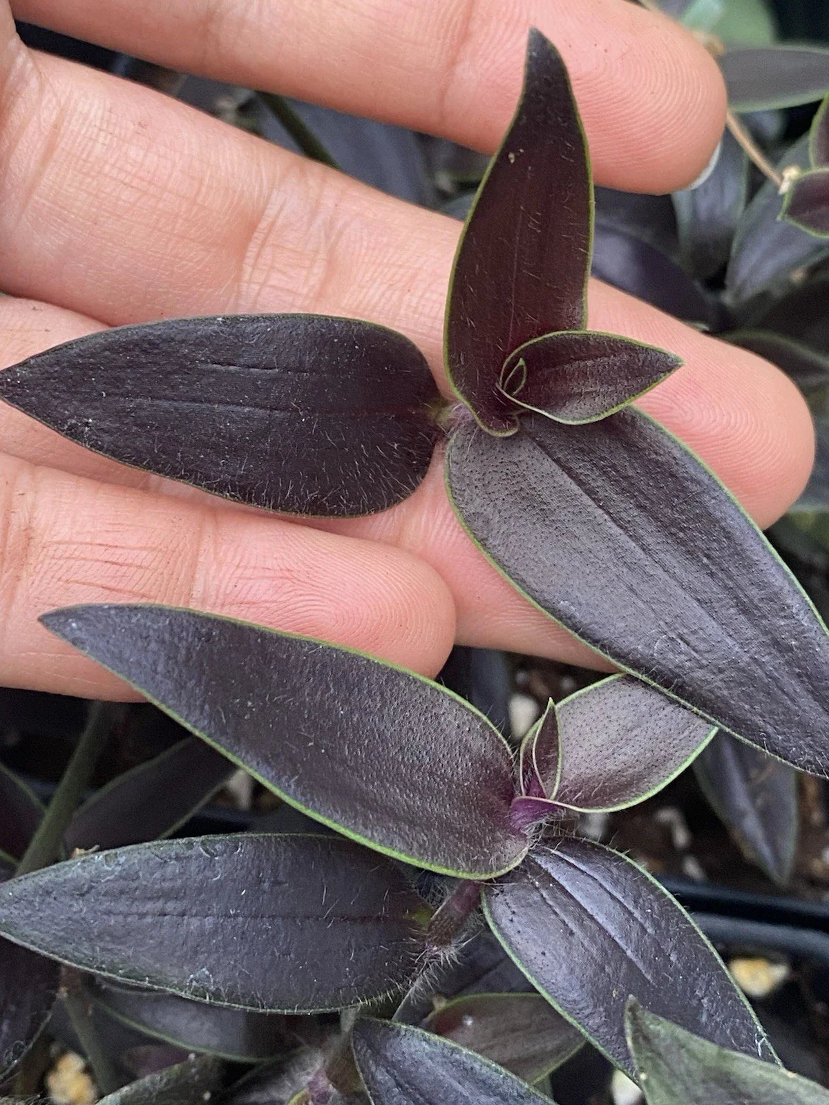 Dark Desire Wandering Dude Cuttings - Rare 2 Rooted Cuttings - Tradescantia Jose Puig - Unique Houseplant