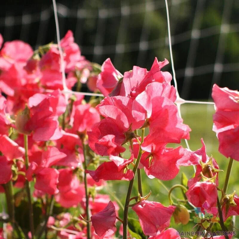 Elegance Watermelon Sweet Pea Seeds - 50+ Pack - Lathyrus odoratus - Non-GMO Garden Seeds - USA