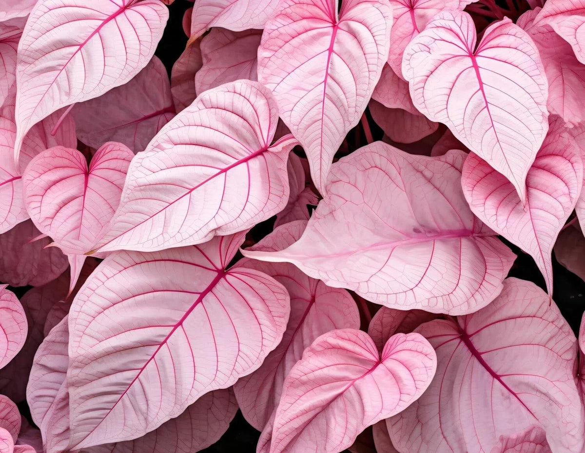 Caladium Bulbs 6 Pack - Pinky Swear Variety - Perennial Elephant Ears - Colorful Foliage for Gardening