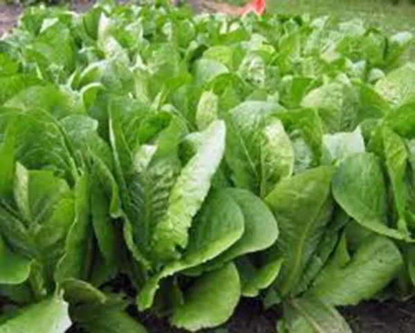 Romaine Lettuce Seeds - 1000 Heirloom Non-GMO Paris Island Seeds - Organic Gardening, Vegetable Seeds