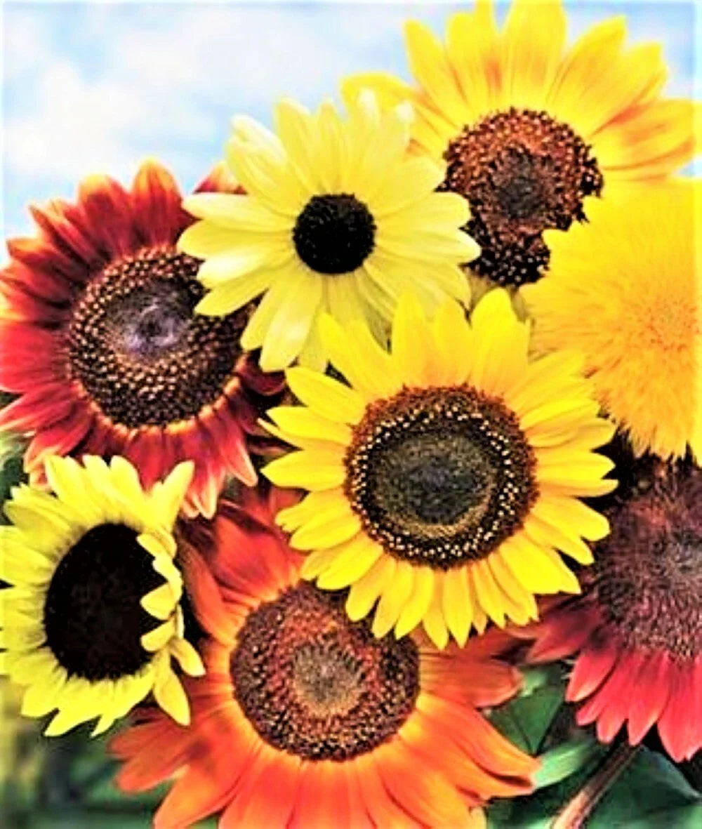 Sunflower Seeds Mix - 8 Assorted Varieties for Planting - Helianthus Annuus - 2025 Cultivation