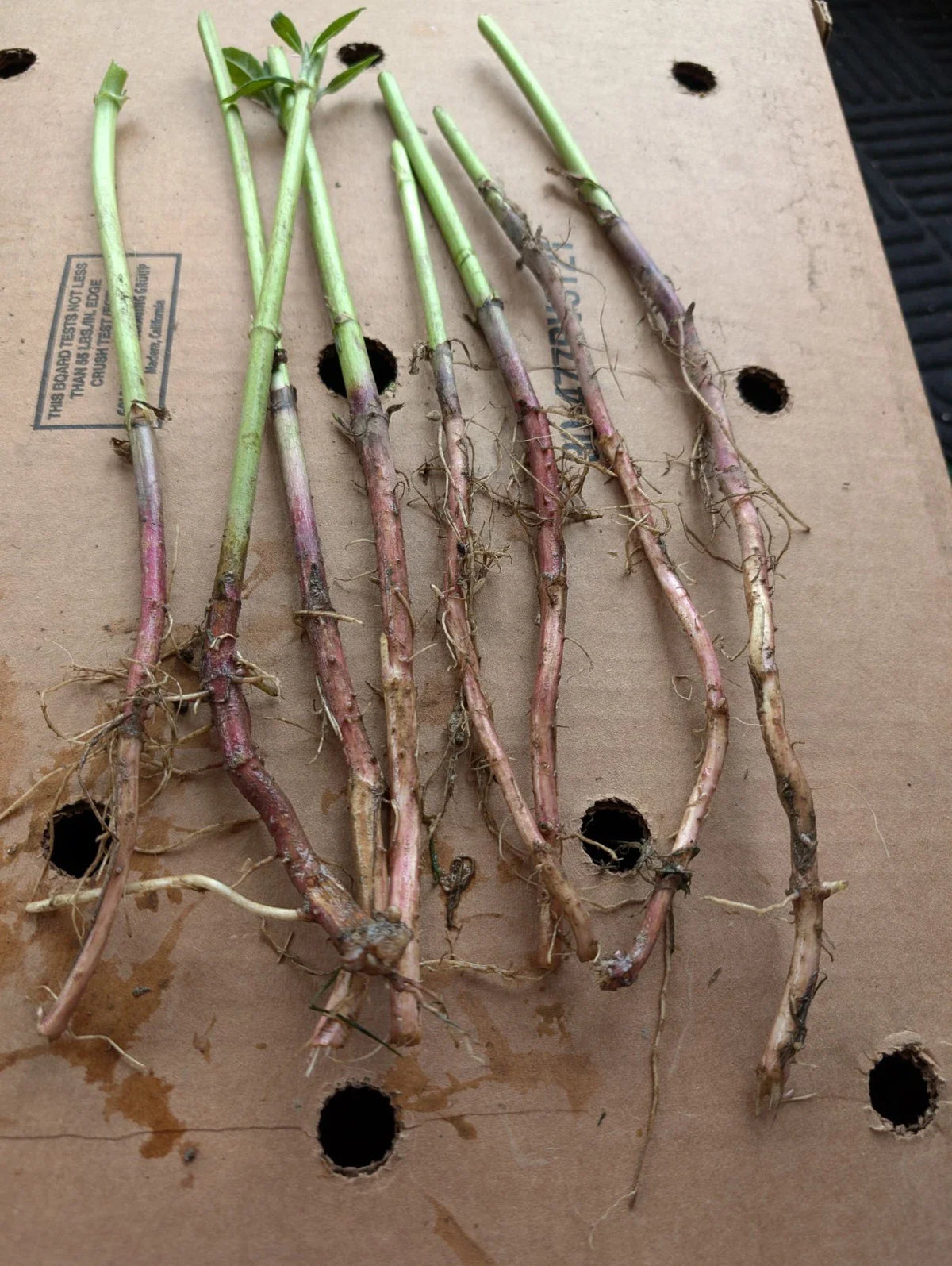 Red Organic Jerusalem Artichoke Roots for Planting - Small & Medium - Helianthus tuberosus - 7+1 Free