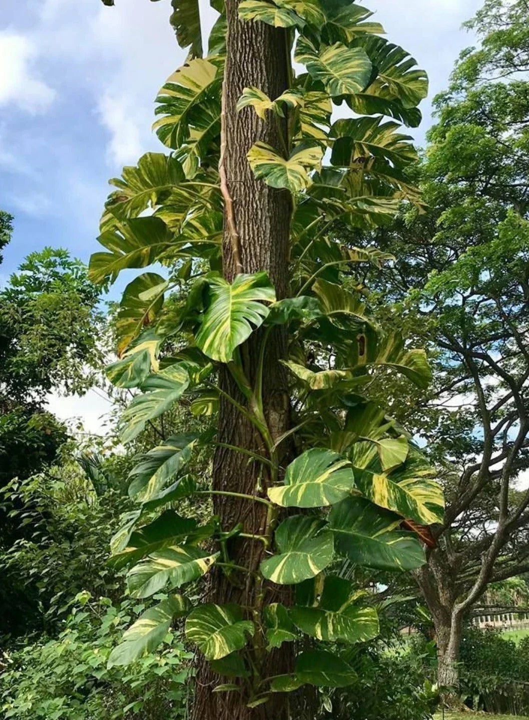 Golden Queen Pothos Vine 24" Long - Giant Leaf Houseplant, Rooted, Epipremnum aureum