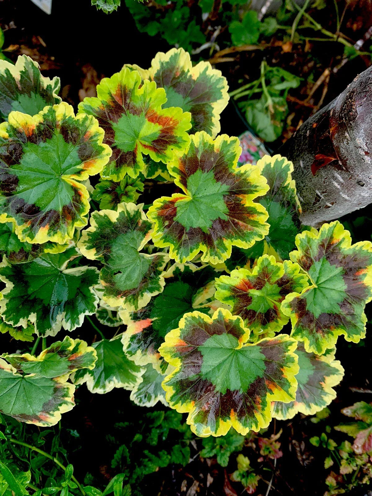 Rare Variegated Pelargonium Live Plant - 4 Inch Pot, 12x6x6 Inches, Unique Colorful Foliage