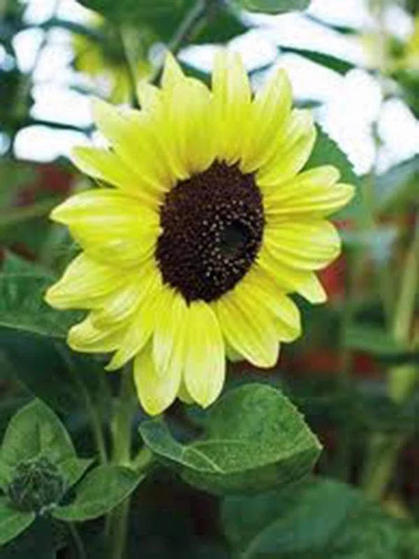 Sunflower Seeds, 500 Count, Lemon Queen Variety, Vivid Colorful Blooms, Helianthus annuus