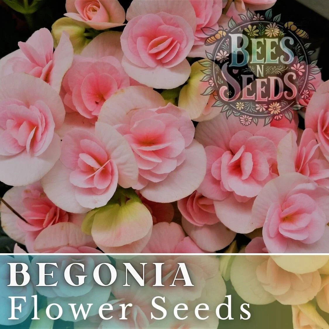 Tender Bloom Begonia Seeds - Non-GMO Flower Seeds - 45 or 125 Seeds - Begonia spp.