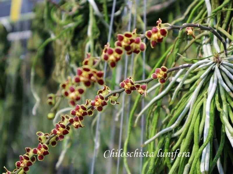 Leafless Orchid Plant - Chiloschista lunifera - Mounted Southeast Asia Variety