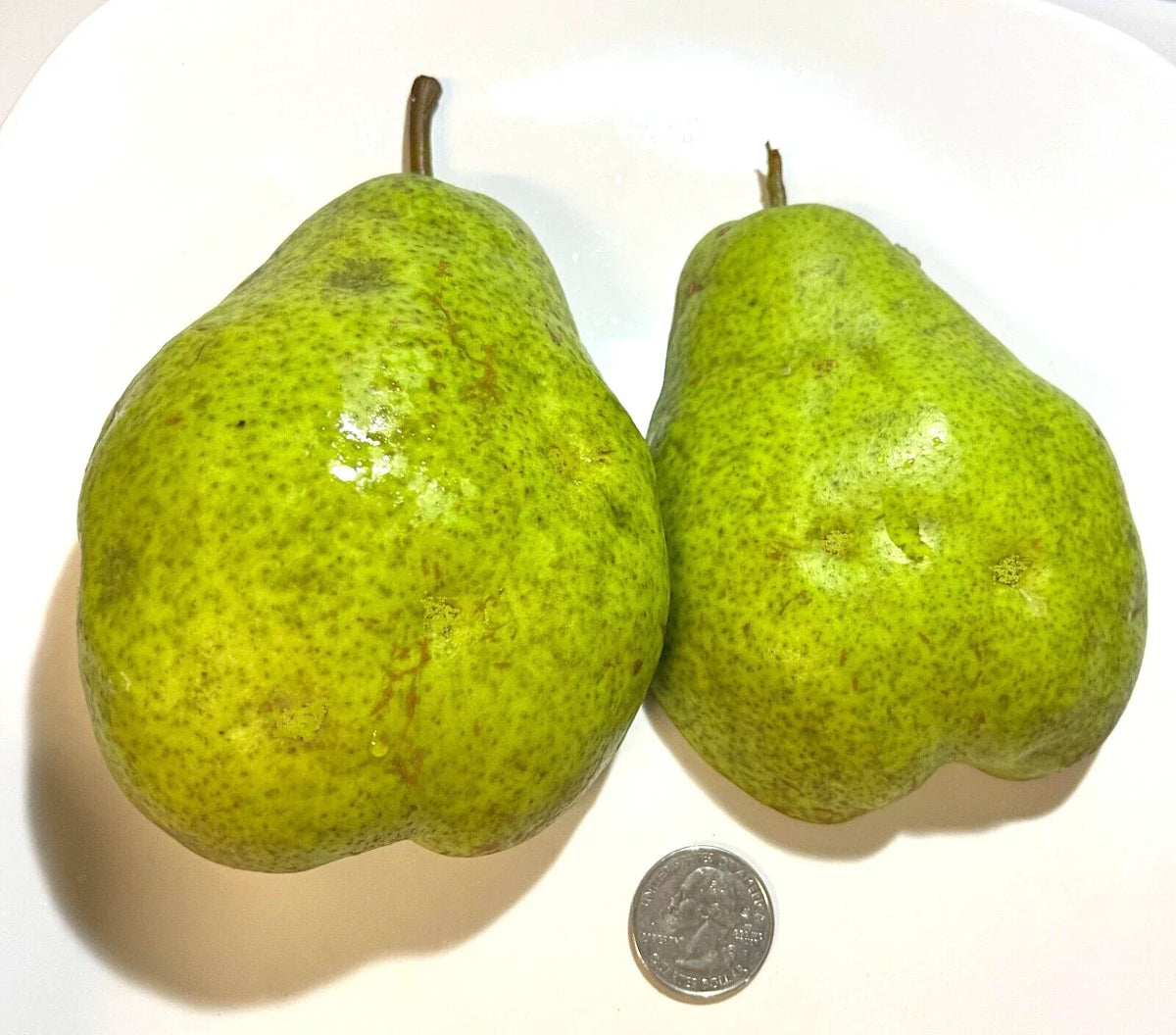 Giant Fruit Bartlett Pear Tree Cuttings Scions 6+3, High Yield, Delicious Flavor, Pyrus communis