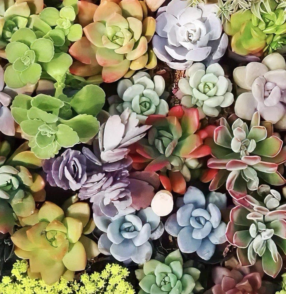 Large Succulent Cuttings 4-6" Variety Pack - 10 Healthy Fresh Easy Care Succulents for Planting and Decorating