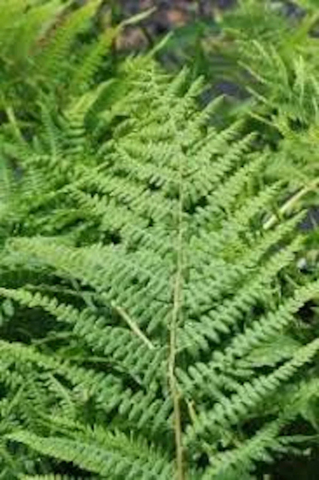 Lady Fern Roots - 10 Bare Root Plants, Athyrium Filix-Femina, Hardy Perennial Foliage, Ideal for Gardens and Landscapes