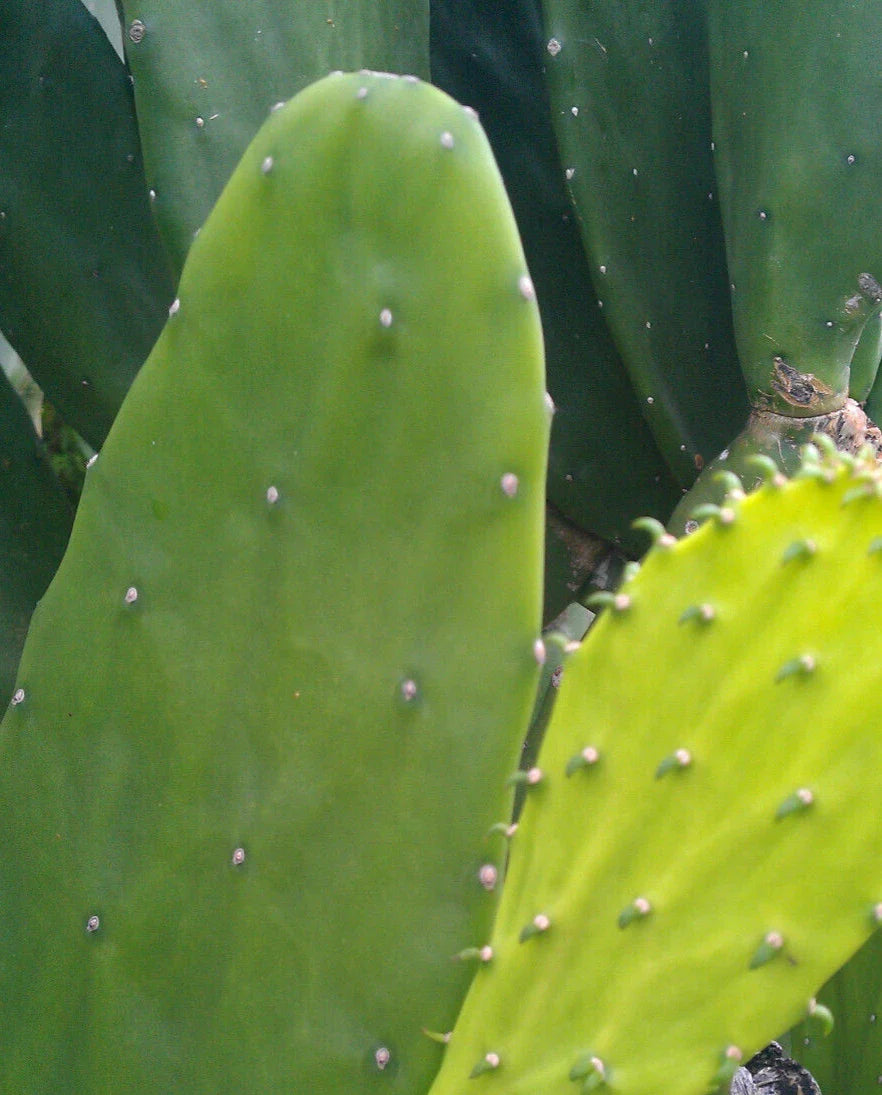 Miniature Prickly Pear Cactus - Rooted Opuntia Succulent - Easy Care Indoor Plant