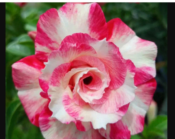 Desert Rose Adenium Obesum Small Rooted Seedling Plant, Pink Rose, 4-6 Inches