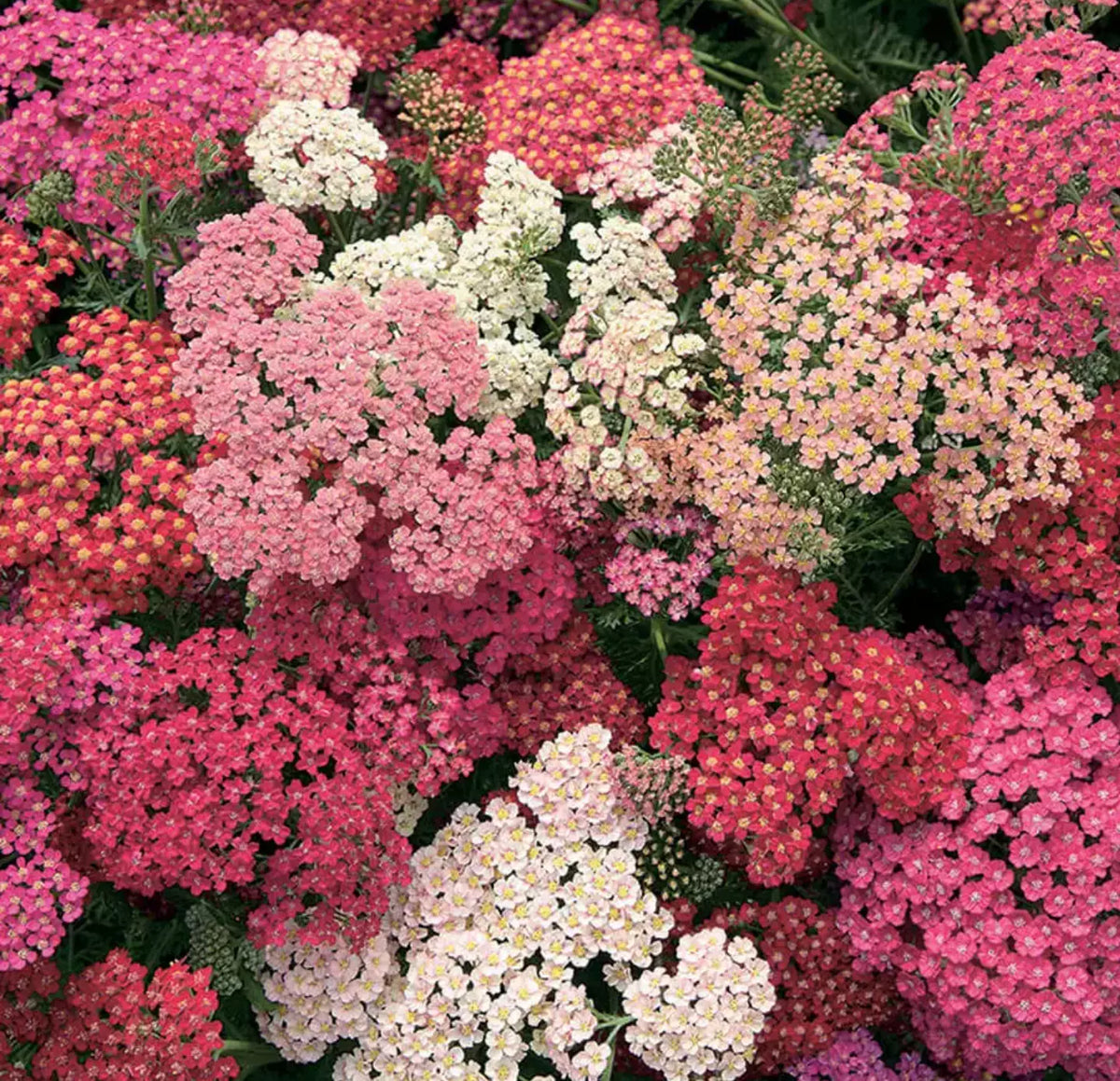 Yarrow Starter Plants Plugs, 4-Pack, "Summer Berries" Achillea, Perennial, Attracts Pollinators, Hardy, 24-28" Tall