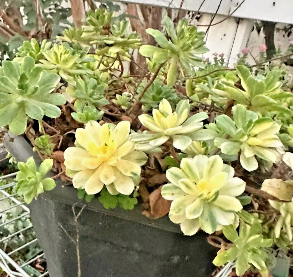 Succulent Aeonium Castello-Paivae 'Harry Mak' 3 Live 1" Plant Cuttings Variegated Foliage
