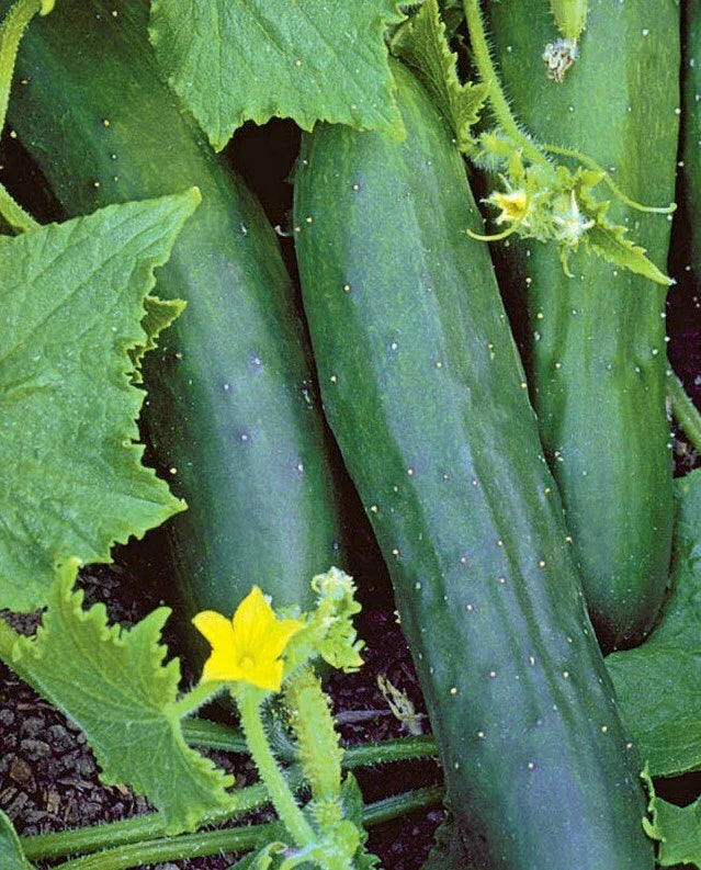 Marketmore 76 Cucumber Seeds 50+ Non-GMO Vegetable Garden Planting