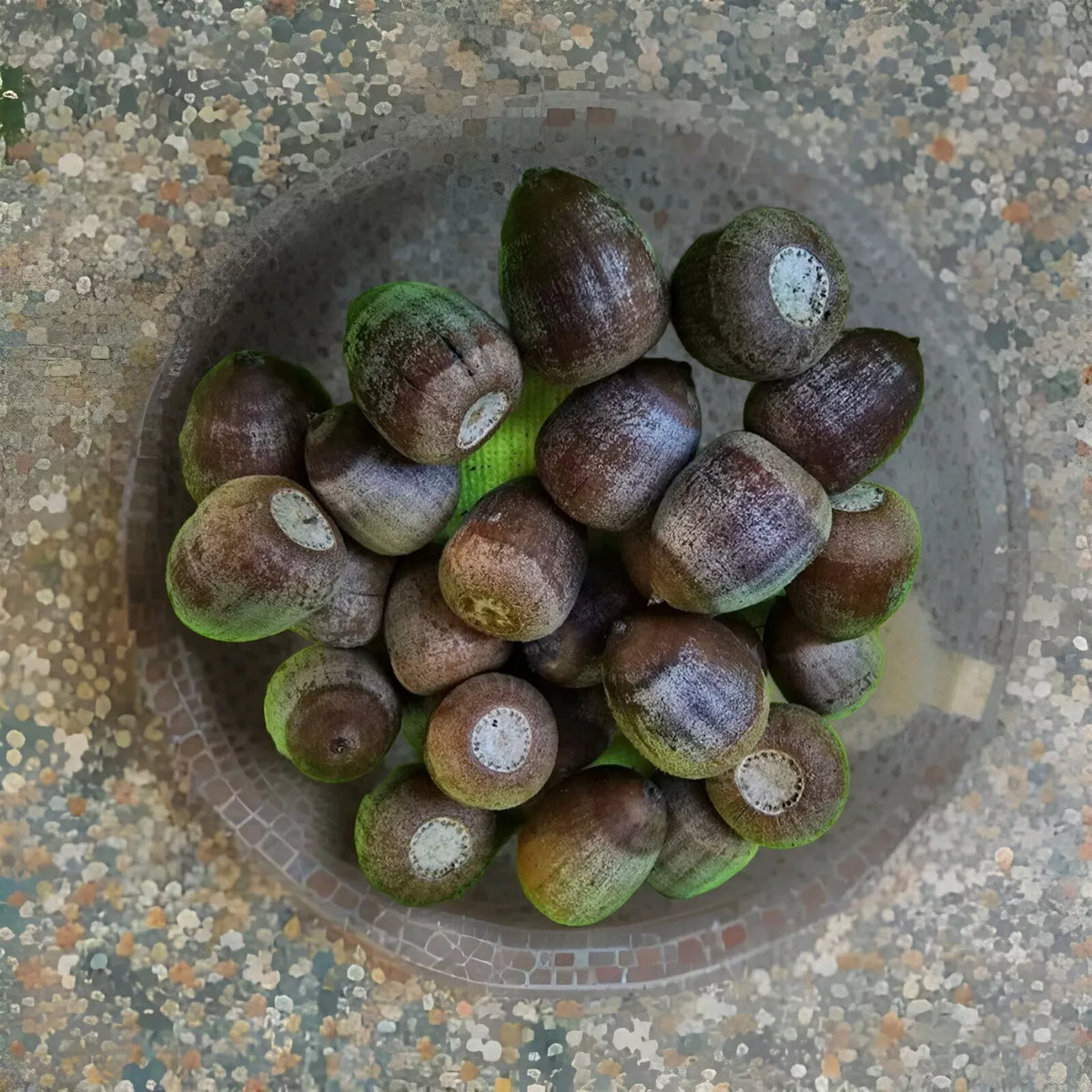 Shumard Oak Acorns 110 Pack Quercus Shumardii Native Tree Seeds 2024