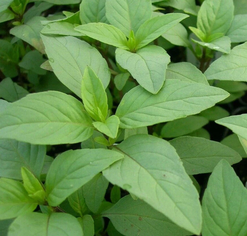 Lime Basil Seeds 300+ Culinary Herb for Cooking and Spice, Ocimum basilicum 'Lime'