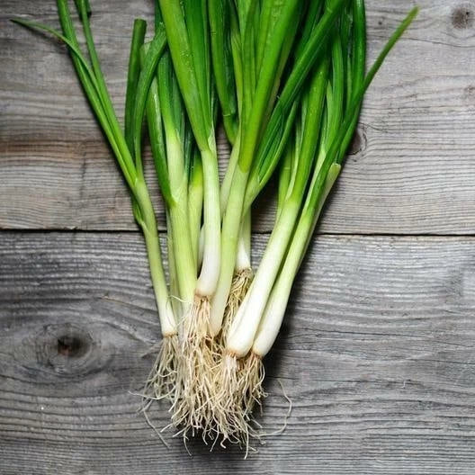 White Lisbon Green Bunching Onion Seeds - Scallion Seeds - Allium fistulosum - Tracking Included