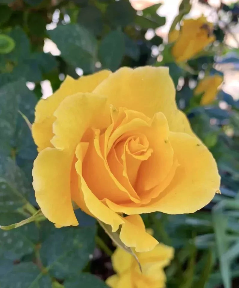 Radiant Perfume Rose 5 Stems - Fragrant Large Yellow Rose for Planting - Rosa 'Radiant Perfume' - USA