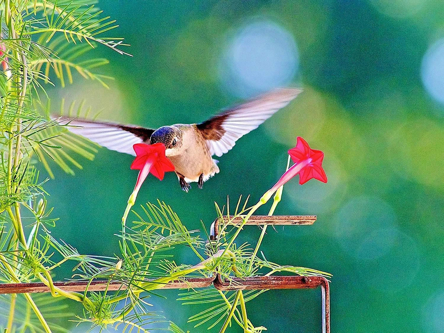 Cypress Vine Flower Seeds 20+ Pack Climbing Vine Summer Garden Container Plant (Ipomoea quamoclit)