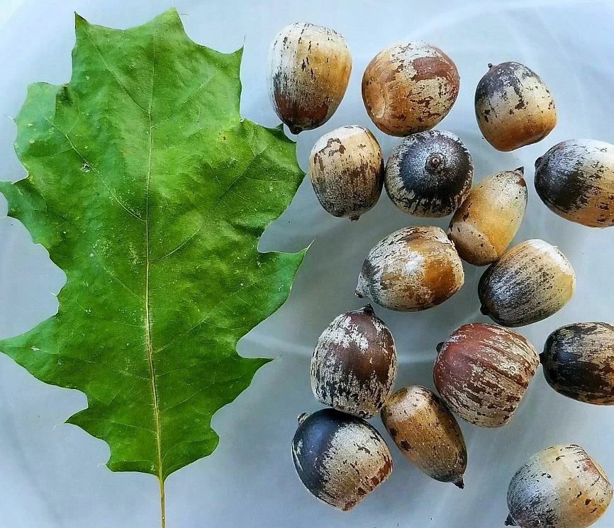 Eastern Black Oak Acorns Seeds (25) - Quercus velutina - Native Tree Seeds for Zones 4-8, 50-70 ft Mature Height