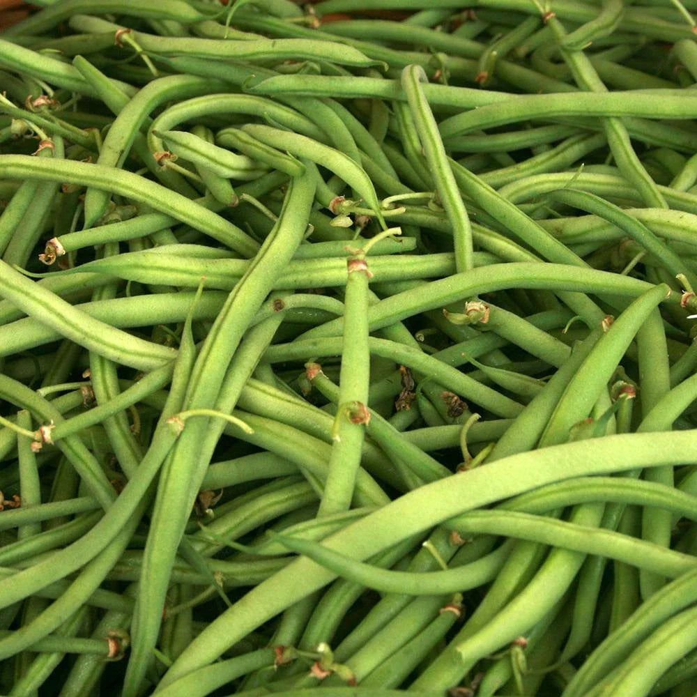 Kentucky Wonder Green Bush Bean Seeds 50 Ct Heirloom NON-GMO Vegetable Garden Seeds Phaseolus vulgaris