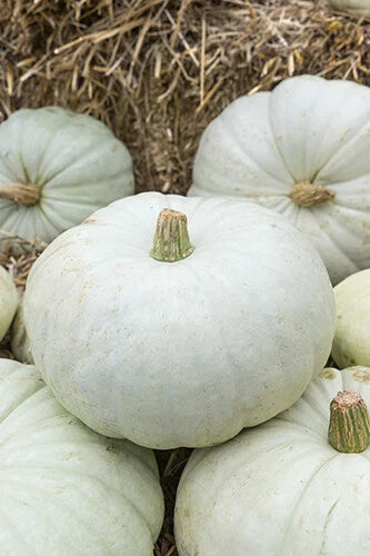 White Harvest Pumpkin Seeds - Fresh Seeds for Planting - Cucurbita pepo