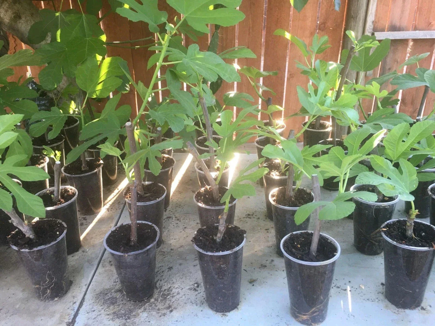 Lsu Purple Fig Tree Live Plant - Ficus carica - Fruit-Bearing, Organic, Hardy, Edible Garden Tree