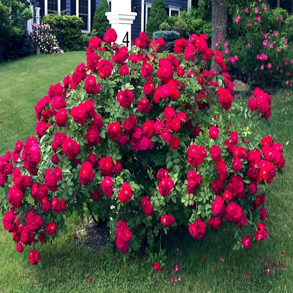 Japanese Red Rose Bush Flower Seeds - Rosa Rugosa Rubra - Hardy Garden Plant