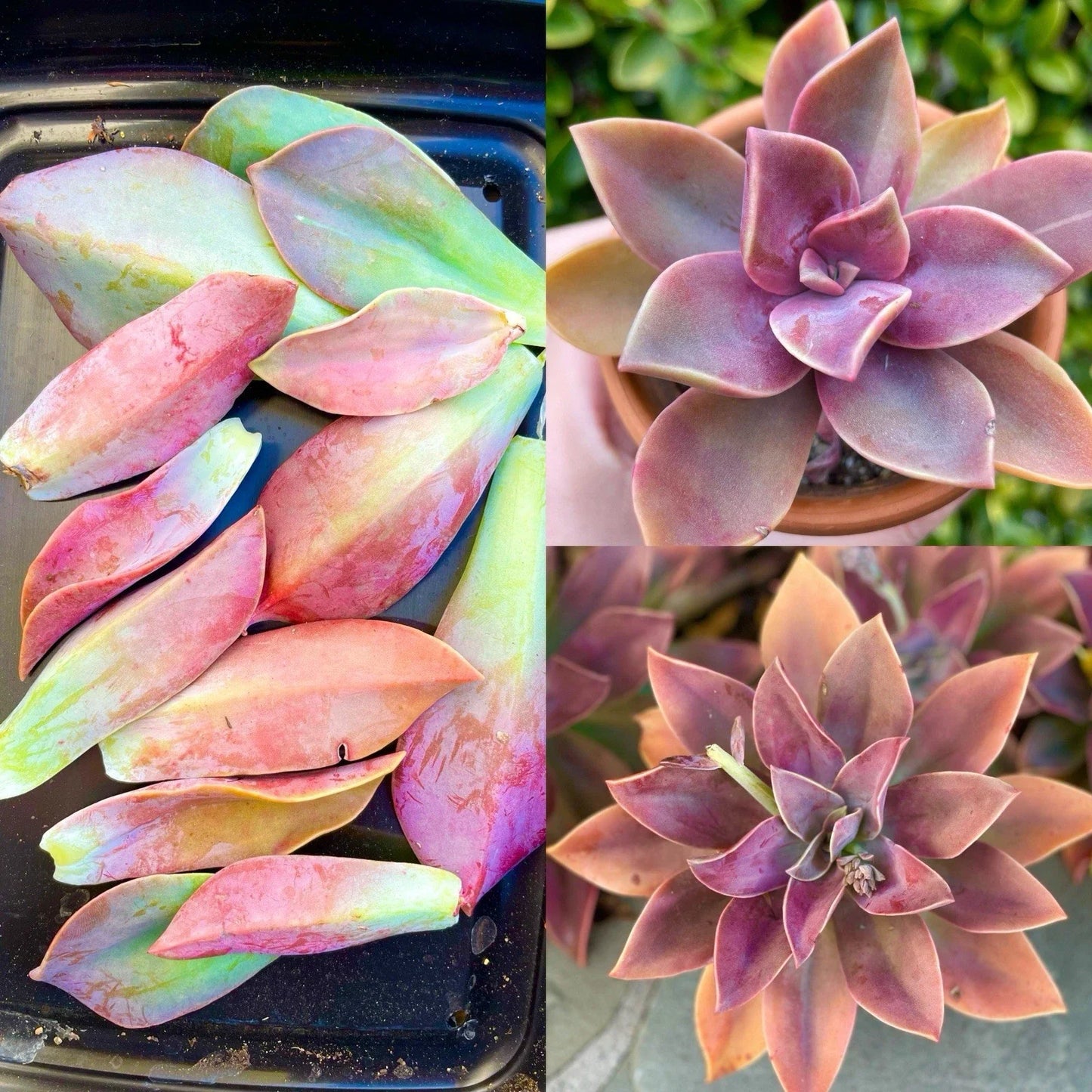 Graptoveria Fred Ives Succulent Plant - Rare Variety with 5 Large Leaves for Easy Propagation