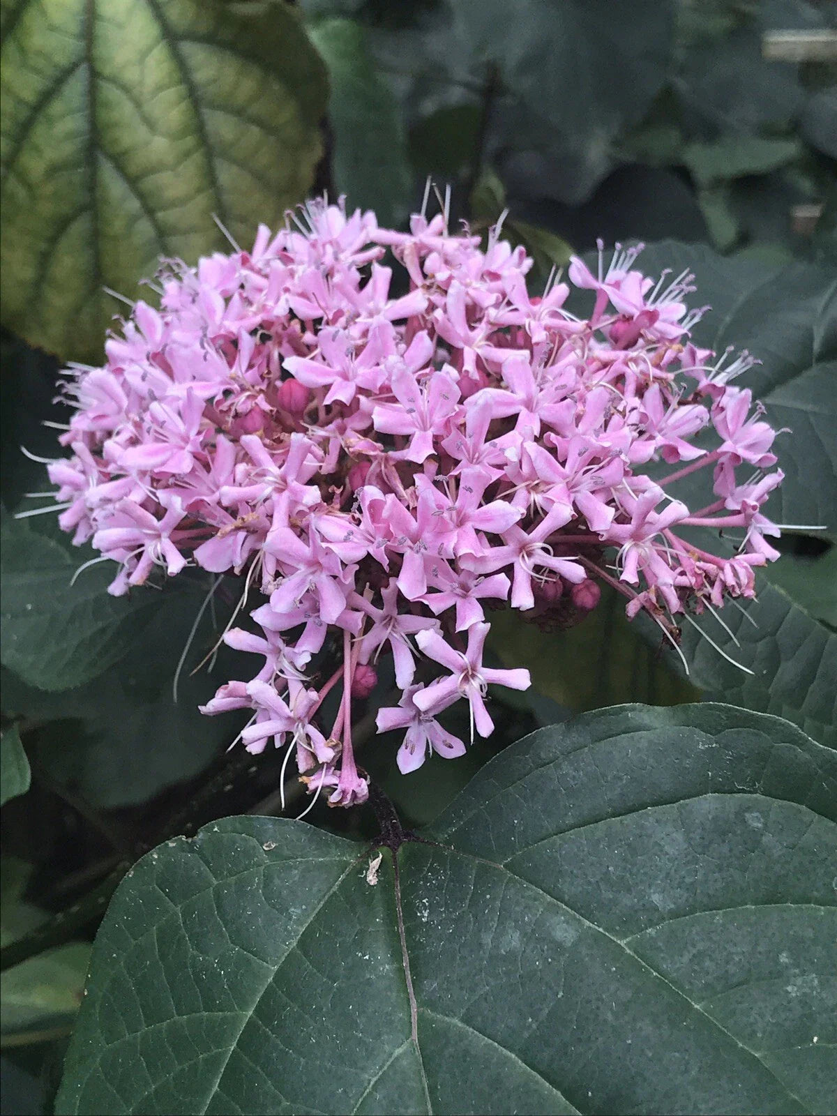 Heirloom Pink Mexican Hydrangea Plant - 10 Rooted Plants - Attracts Butterflies & Hummingbirds - (Hydrangea macrophylla)