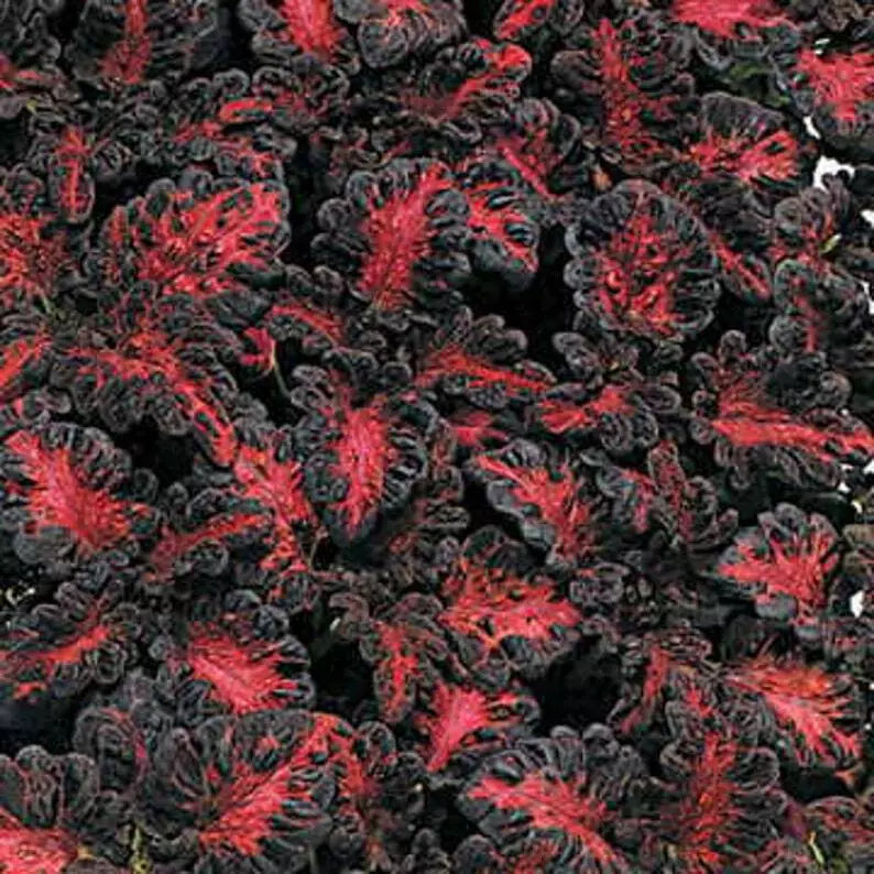 Coleus Seeds 40 Count - Black Dragon Variety - Fresh Coleus Seed for Gardening - Solenostemon scutellarioides